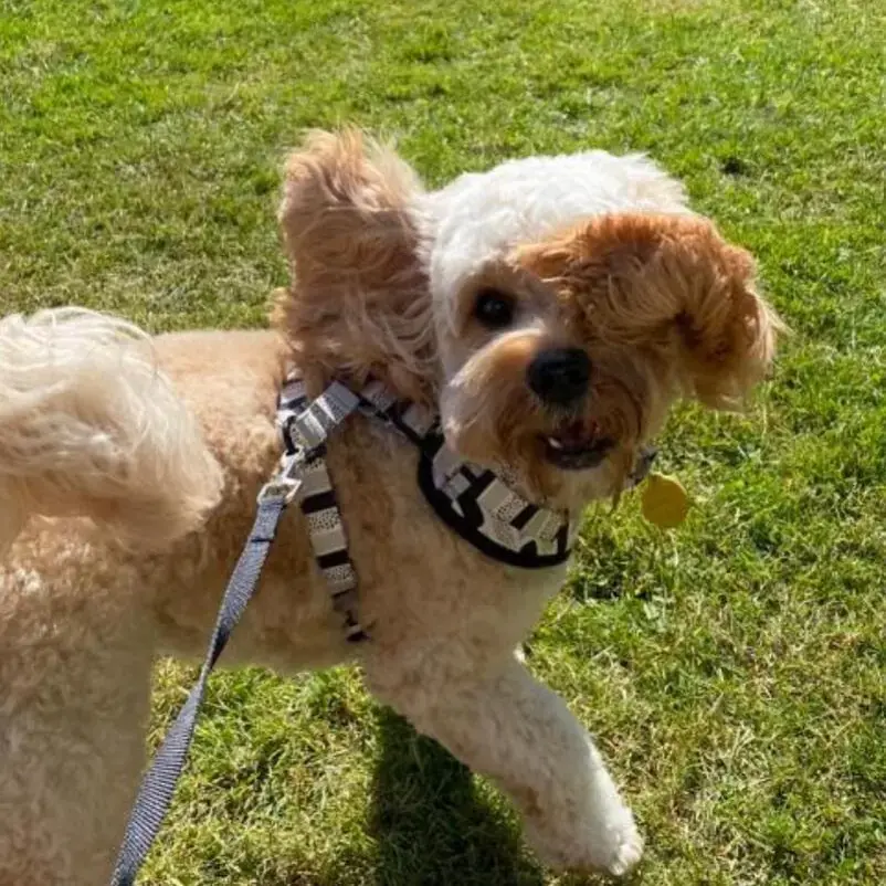 Cavapoo