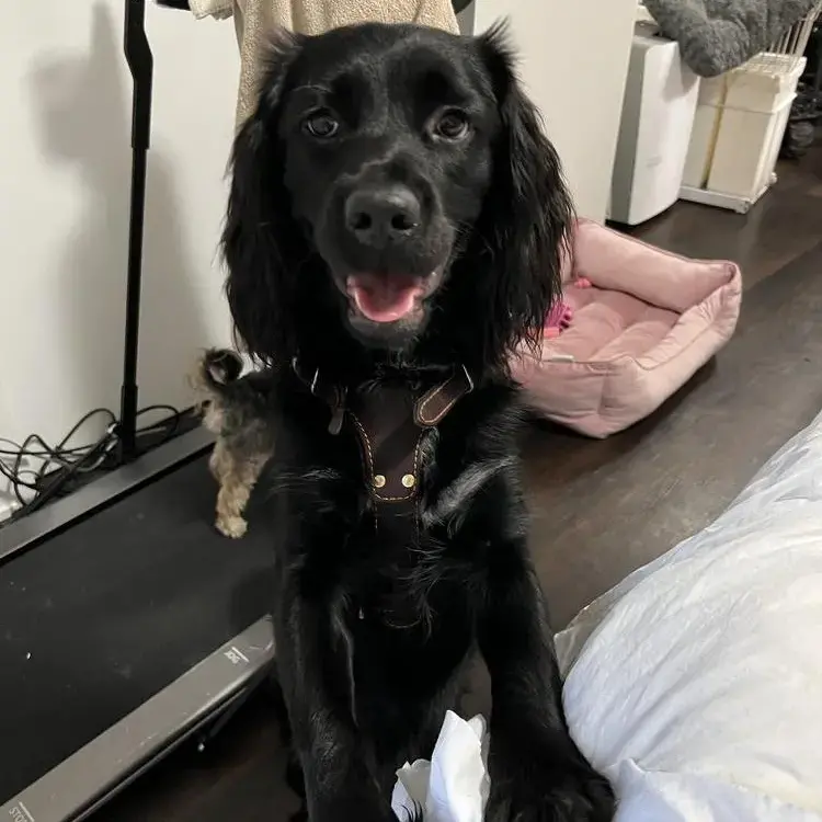 English Springer Spaniel