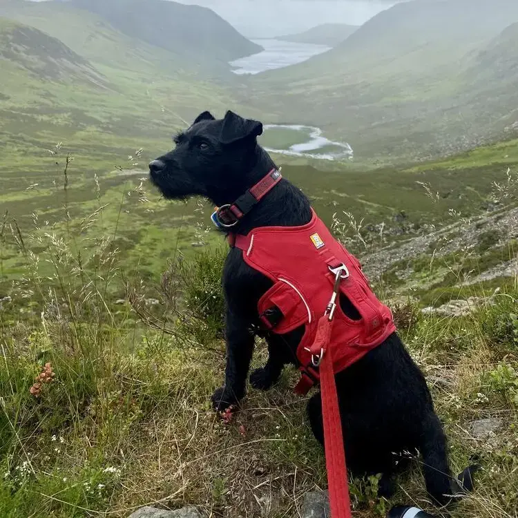 Patterdale Terrier