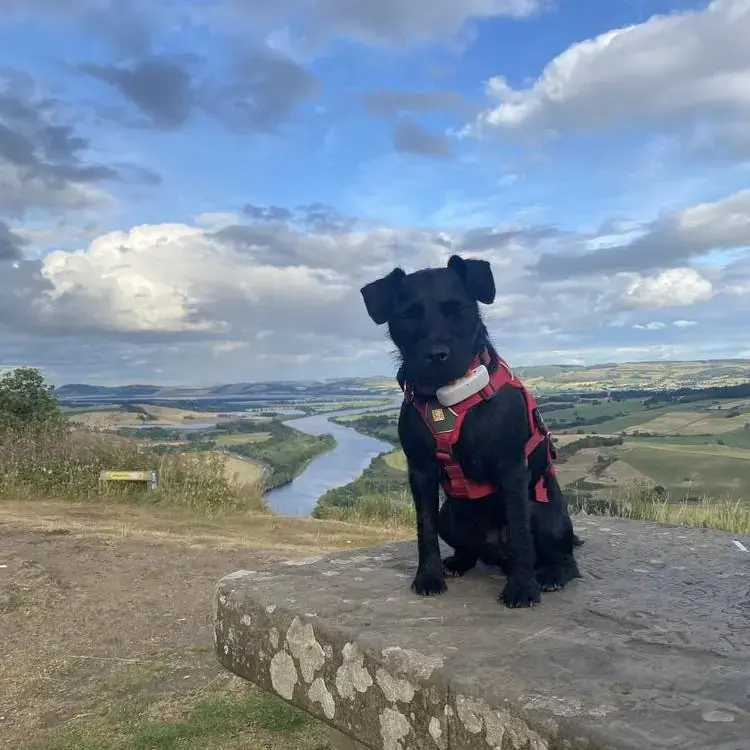 Patterdale Terrier