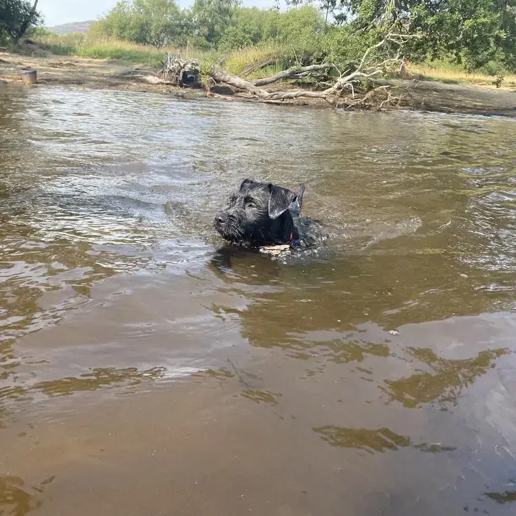 Patterdale Terrier