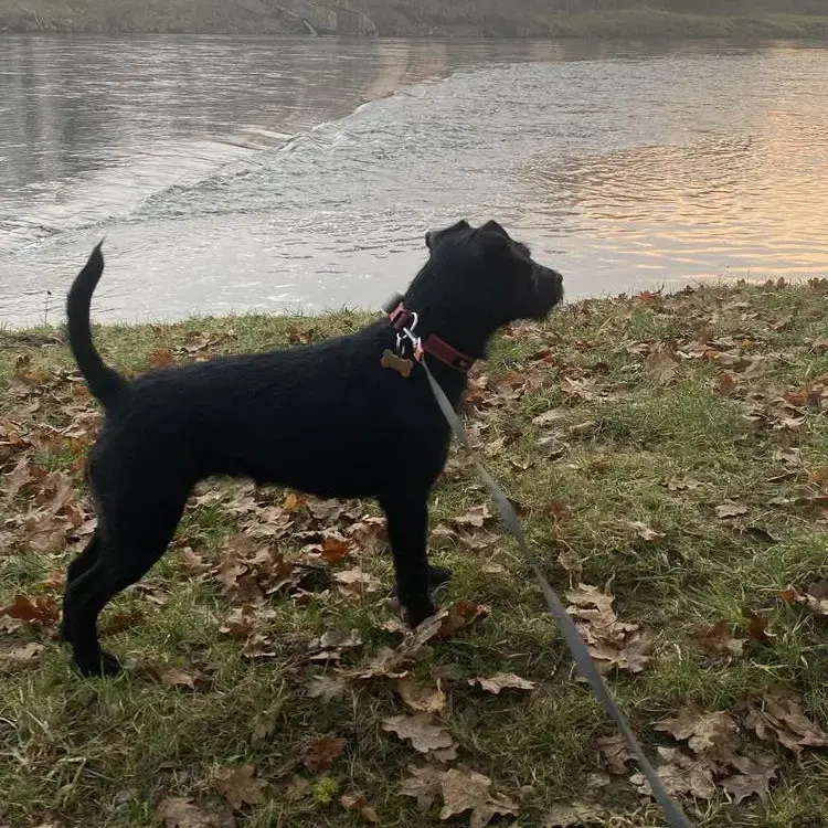 Patterdale Terrier