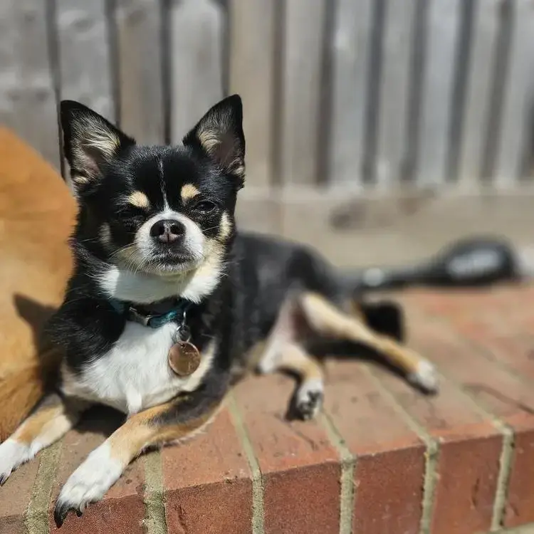 Chihuahua (Smooth Coat)