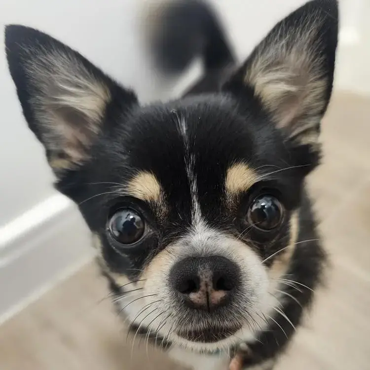 Chihuahua (Smooth Coat)