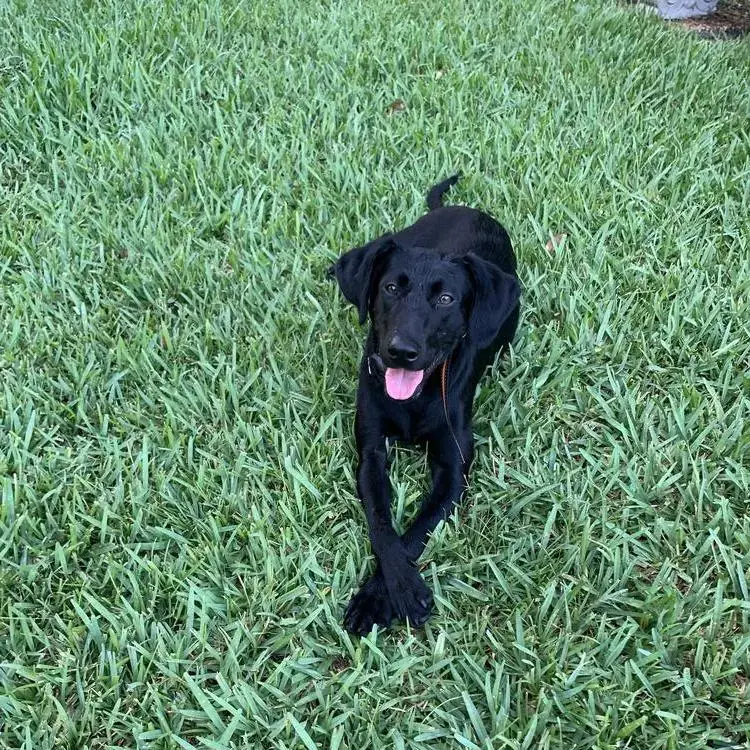 Labrador Retriever