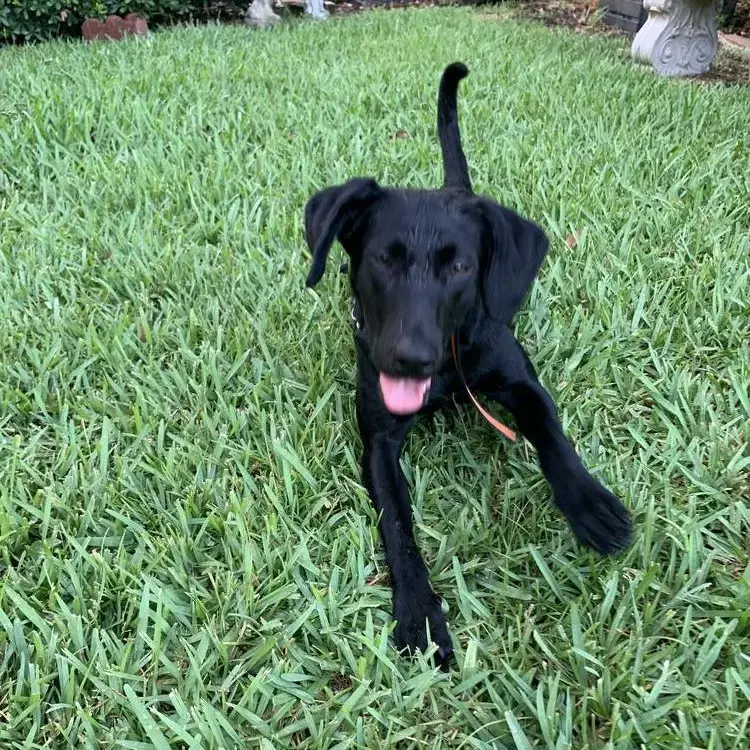 Labrador Retriever