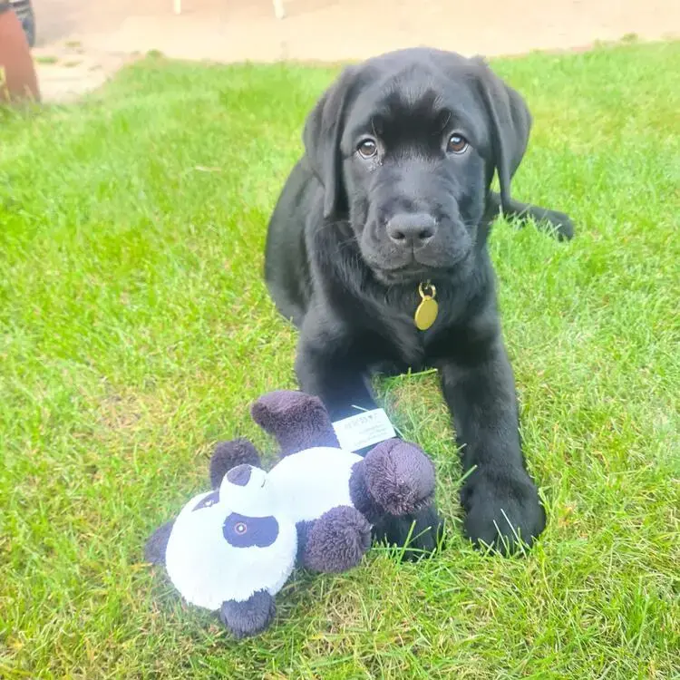 Labrador Retriever