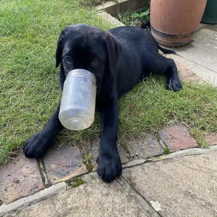 Labrador Retriever