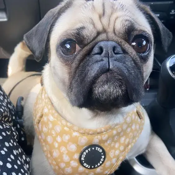 Pug