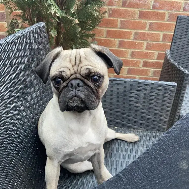 Pug