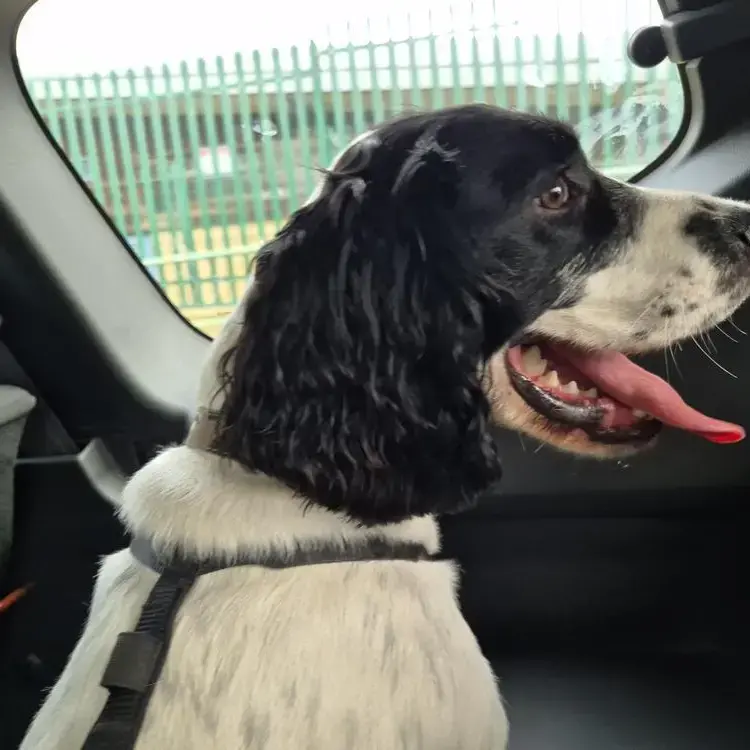 English Springer Spaniel