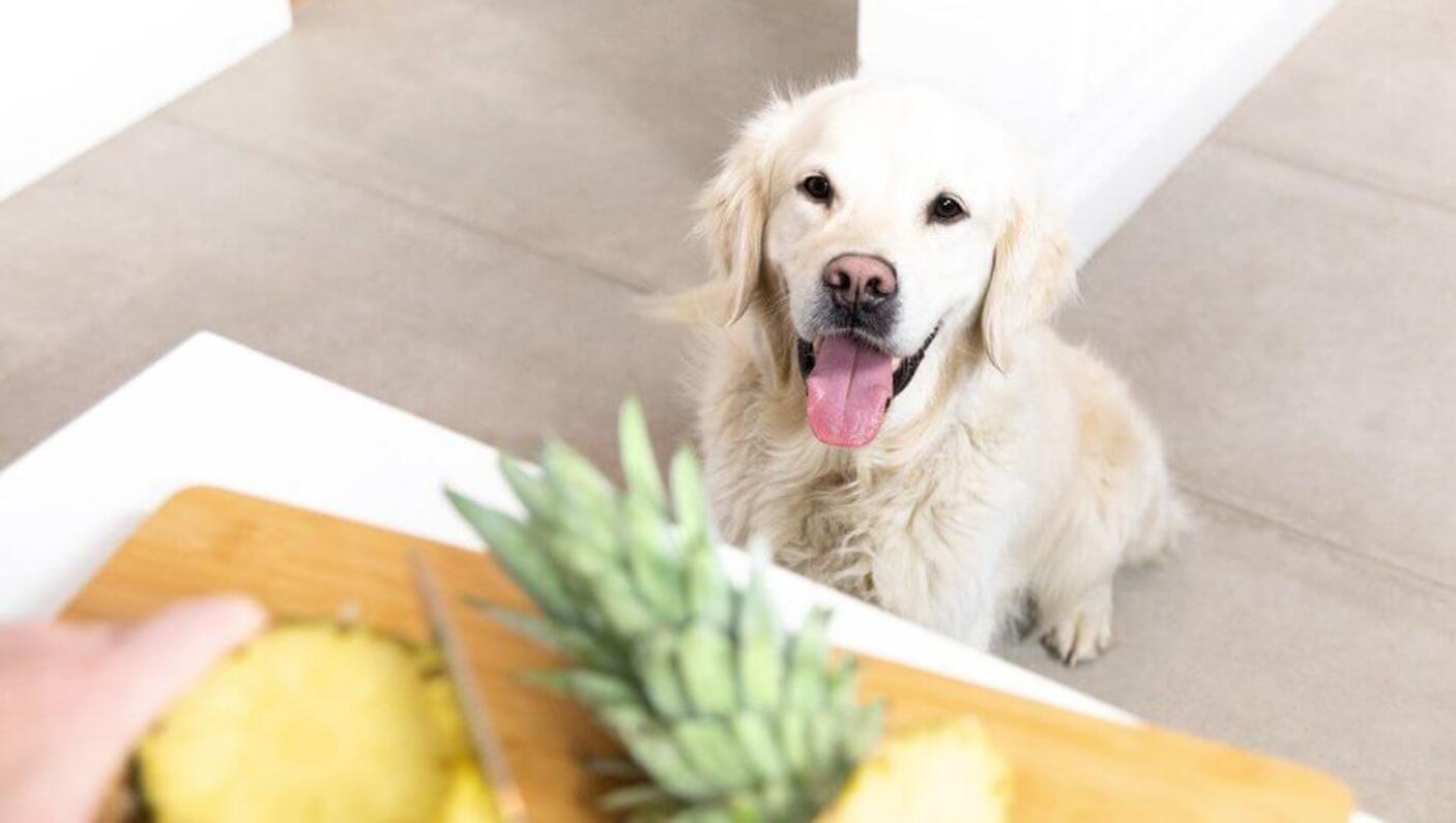 Golden Labrador with tongue out looking at a pineapple.
