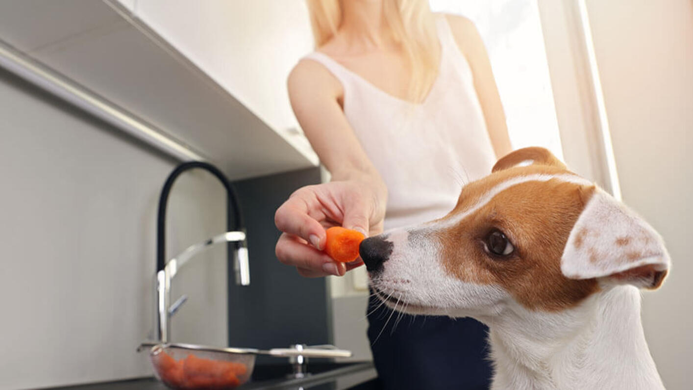 Are cooked fashion carrots for dogs