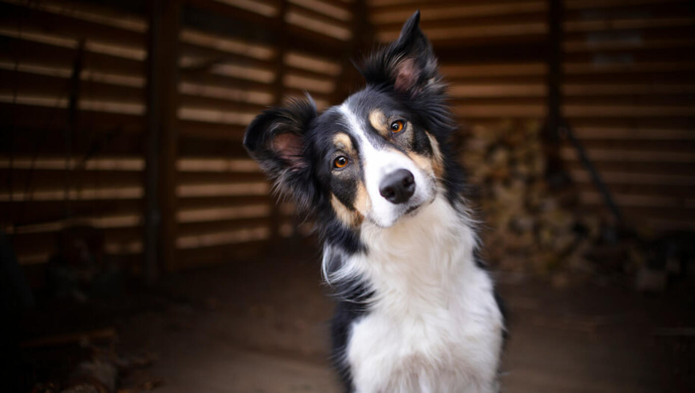 Black and white dog is looking at the camera