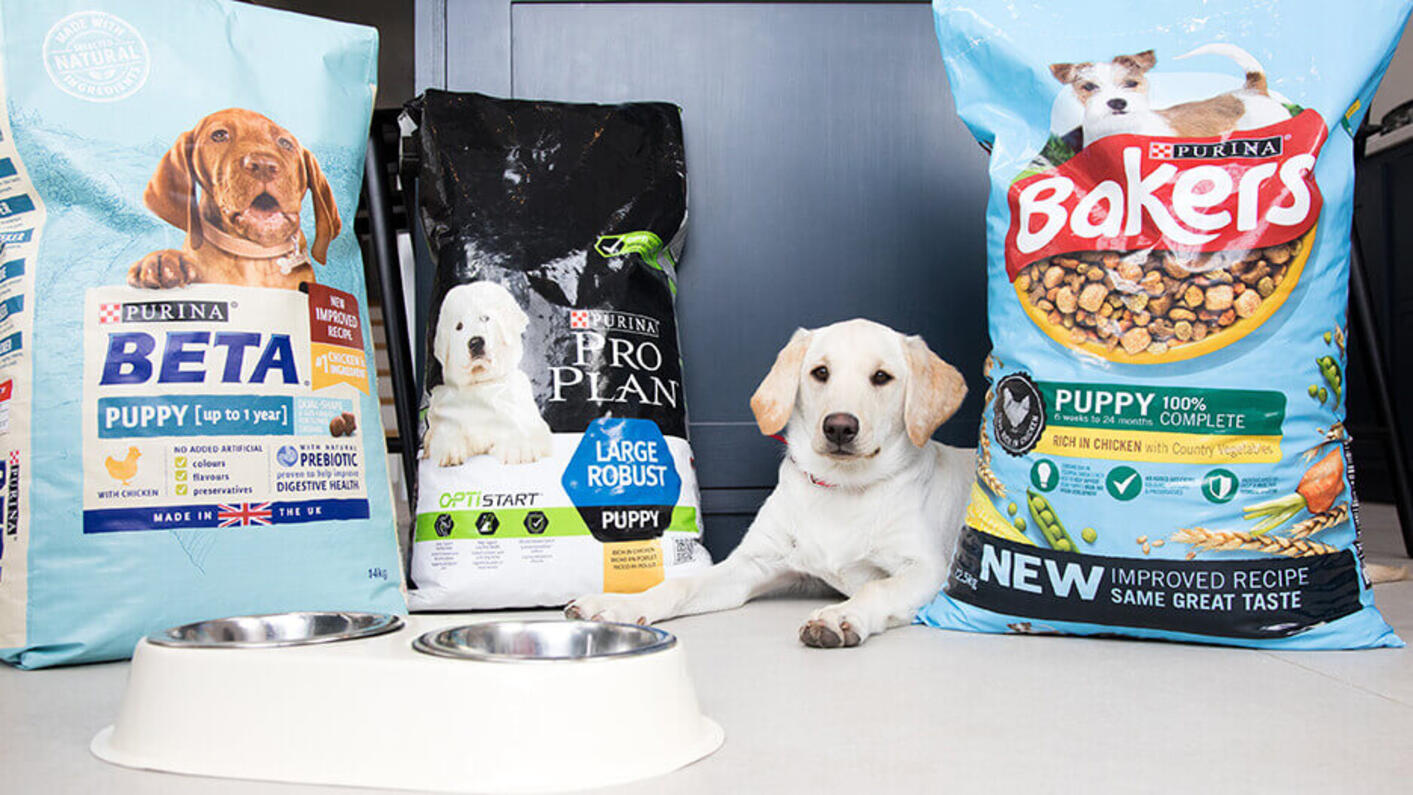 White dog sitting in between dog food products.