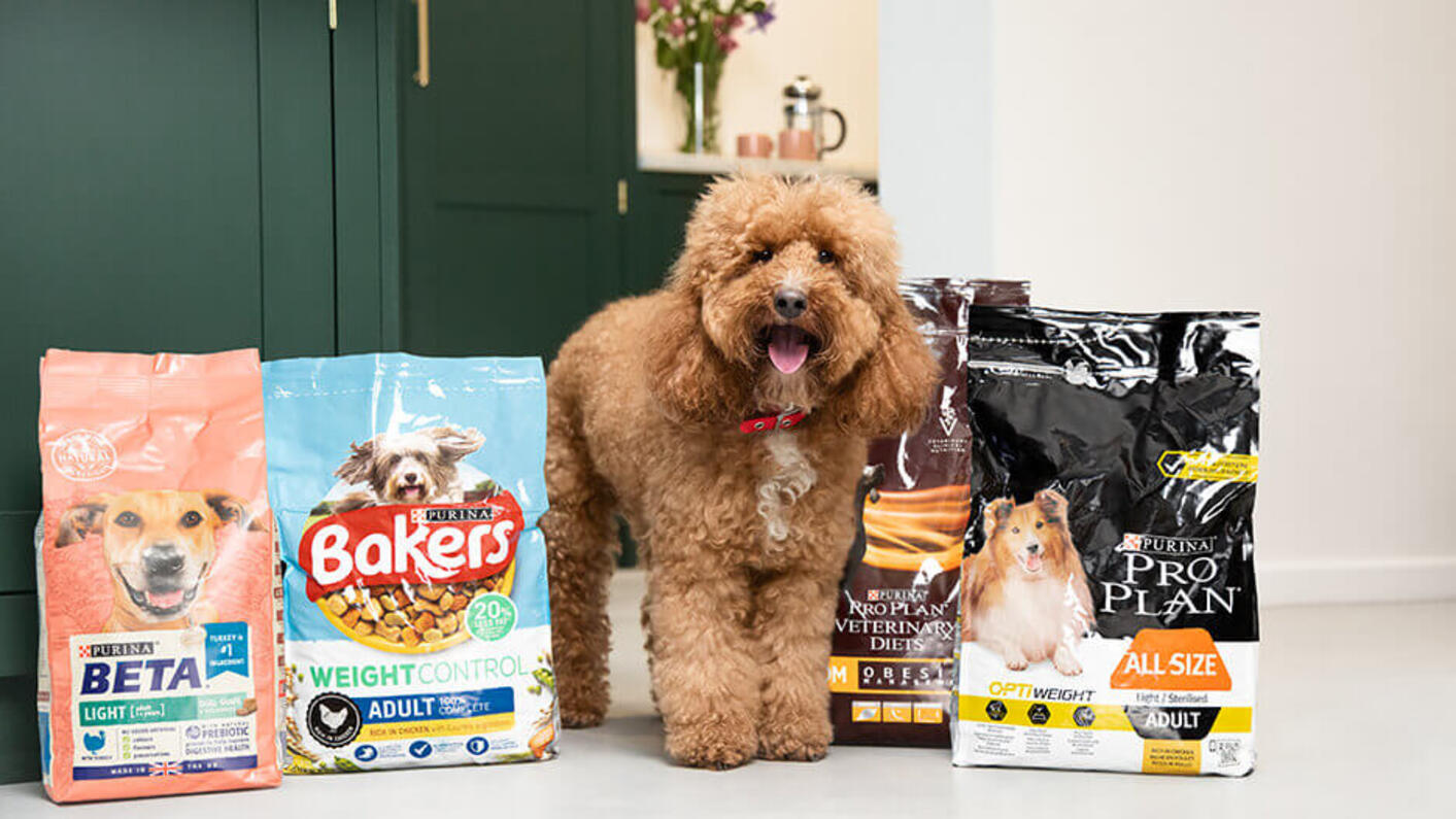 Happy fluffy brown dog standing betweed dog products.
