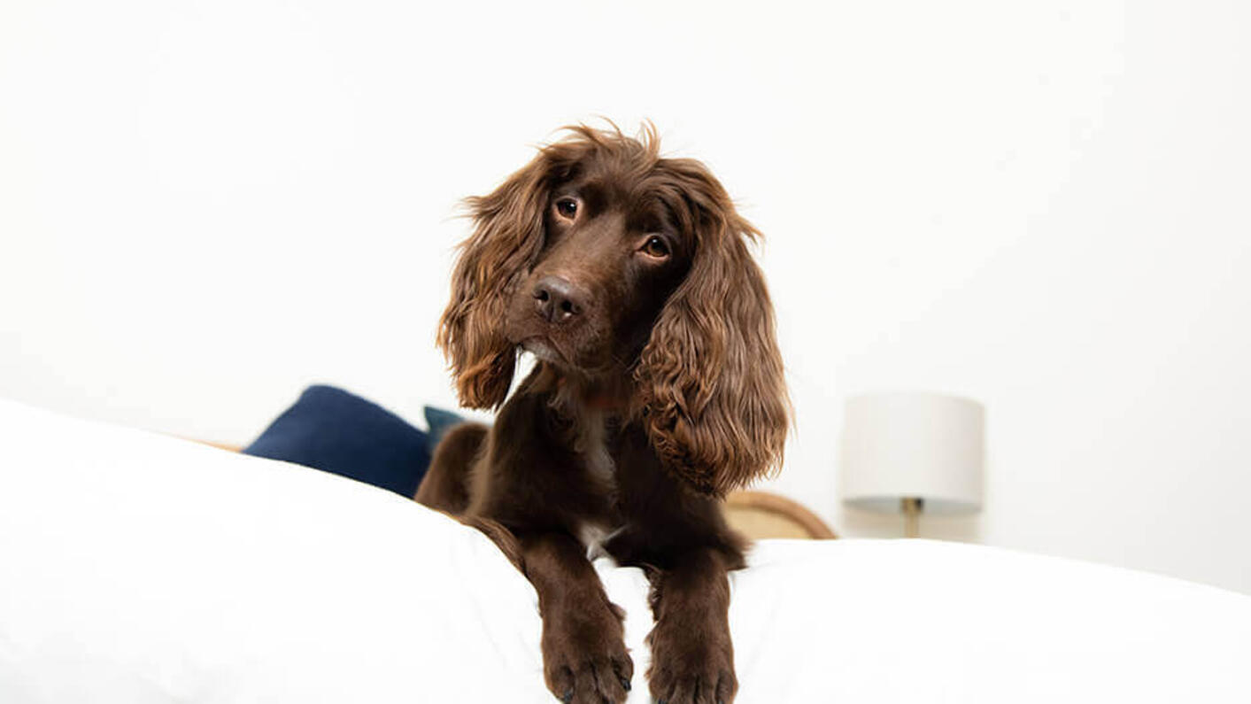 Chocolate dog lying and looking at the camera while its head is tilted.