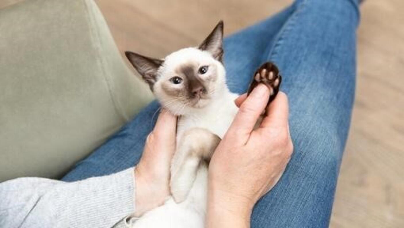 cat laying on owners lap showing paw 