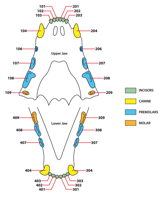 Cat teeth graph