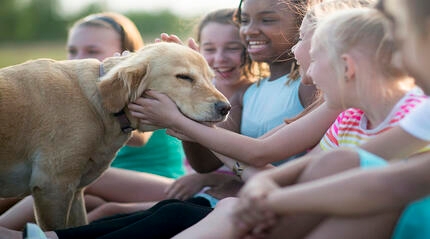 Labrador being petted by group of children outside