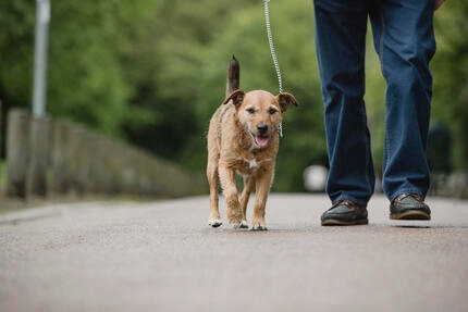 Dog walking