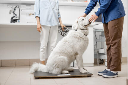 Dog being weighed