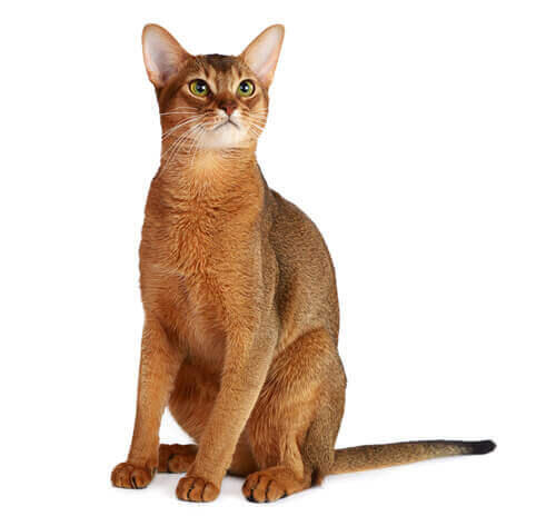 purina cat breed