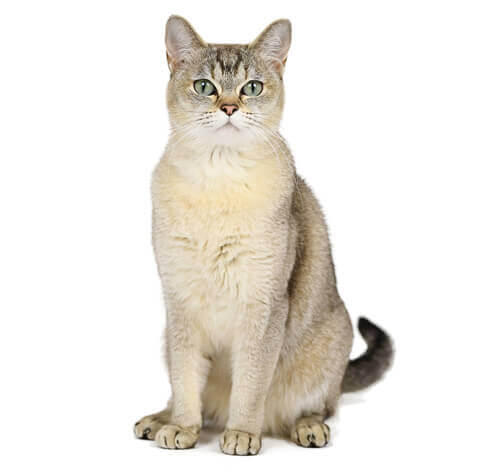 purina cat breed