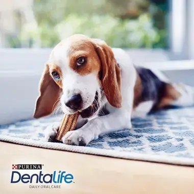 DENTALIFE Small Dog Dental Chews for Daily Use Purina