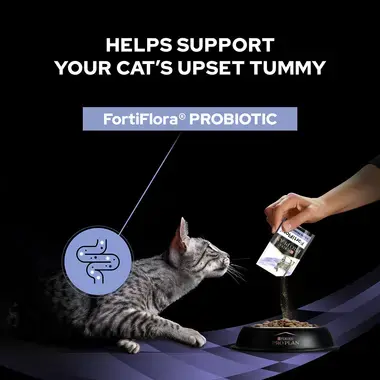 Help support your cat's upset tummy with Fortiflora Probiotic