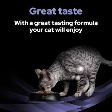 Great taste with a great tasting formula your cat will enjoy