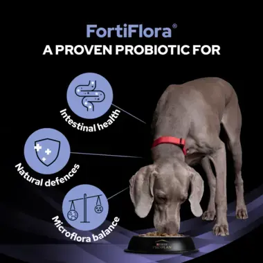 Fortiflora a proven probiotic for intestinal health, natural defences, microflora balance