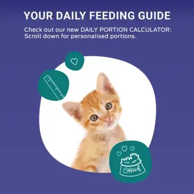 kitten feeding calculator