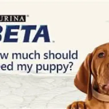 Beta puppy food feeding guide best sale