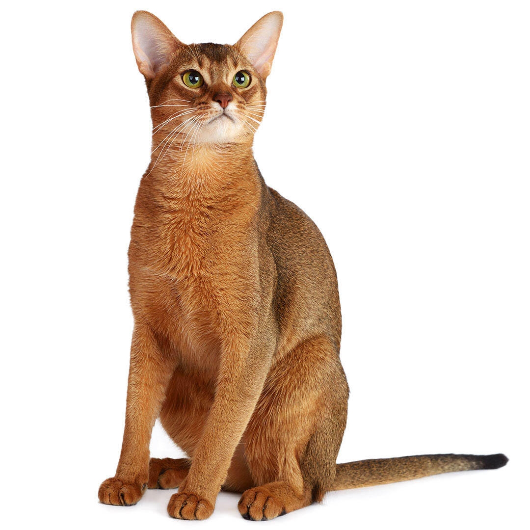 Outdoor best sale cat breeds