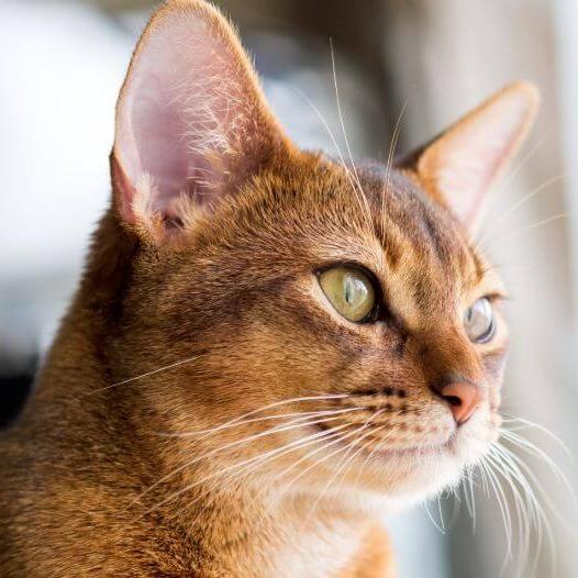 Abyssinian Cat Breed Information | Purina