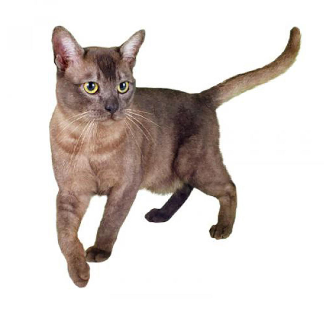 Oriental cat breeds store list