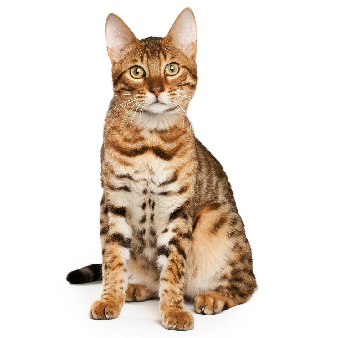 Cat, Breeds & Facts