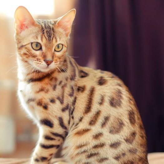 Bengal Cat Breed Information | Purina