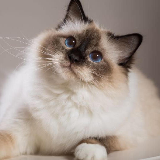 Birman kitten breeders near hot sale me