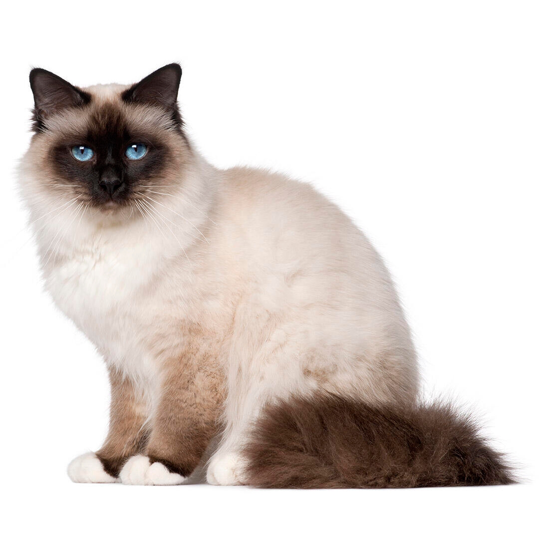 Birman Cat Breed Information | Purina