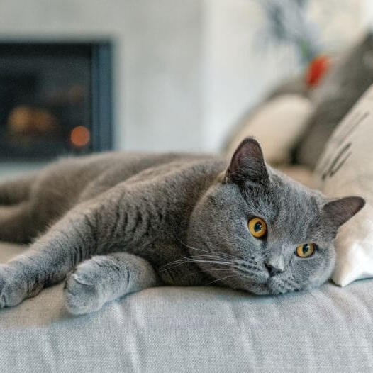 british shorthair purina