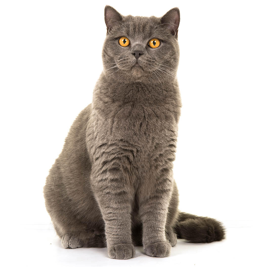 British Shorthair Cat Breed Information