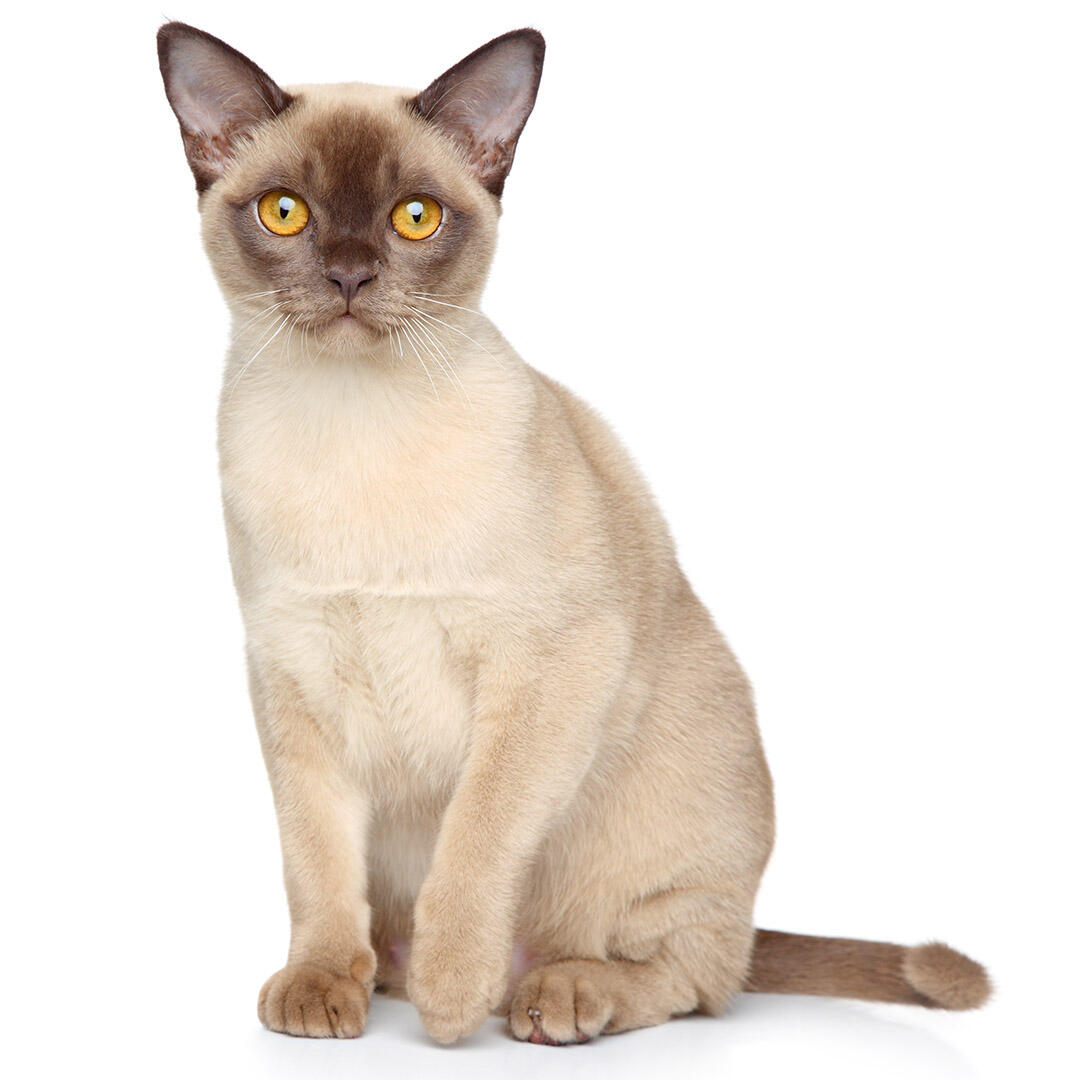 Burmese cat hot sale eyes