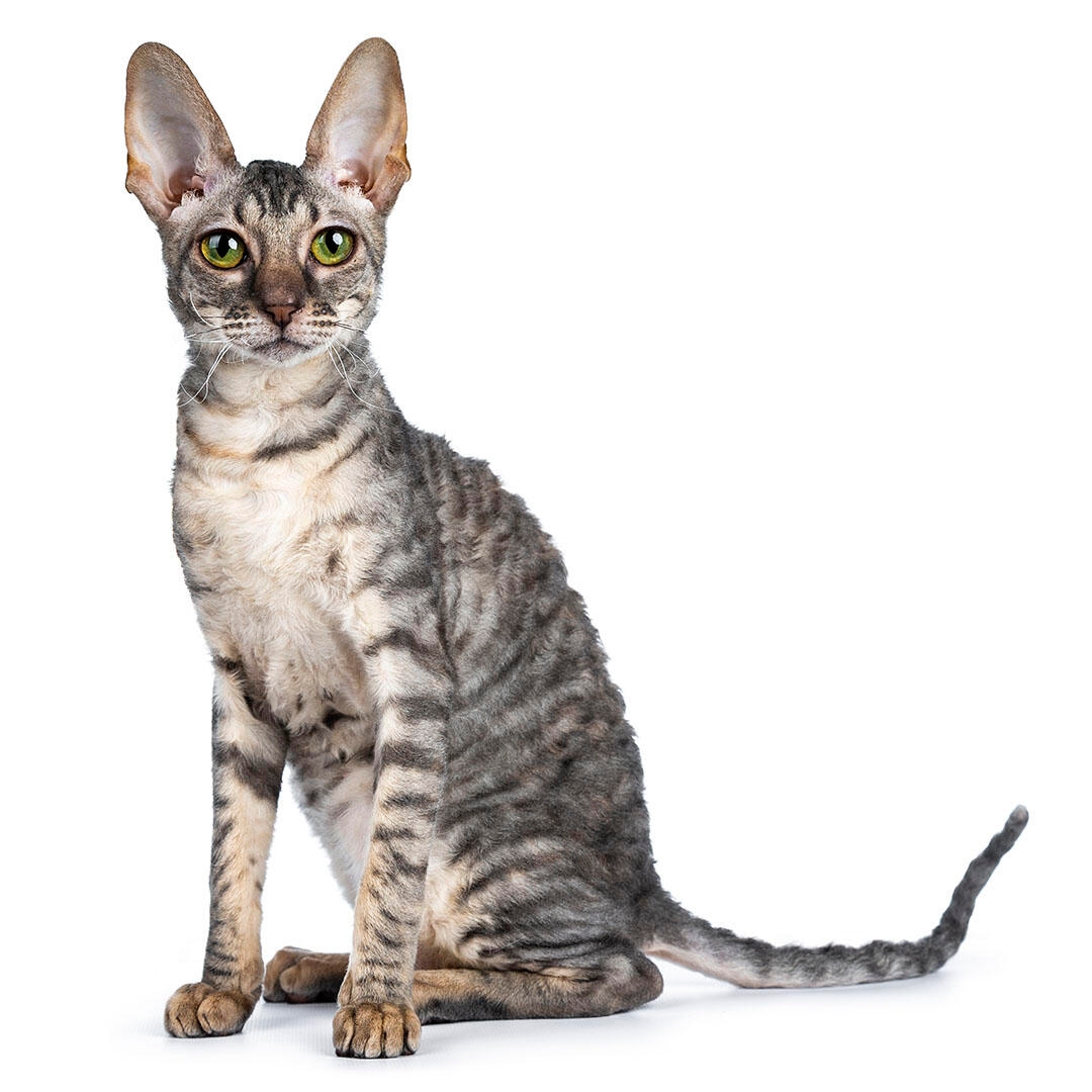 Cornish rex cats for sale hot sale near me