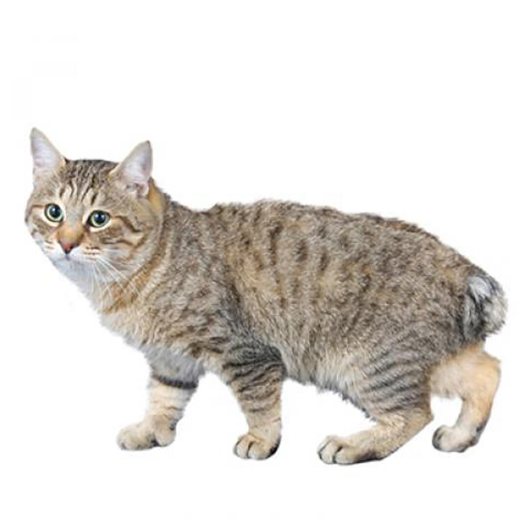 Japanese Bobtail (Long Hair) Cat Breed