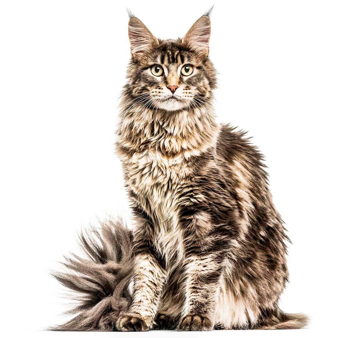 Maine Coon Cat Breed Information Purina