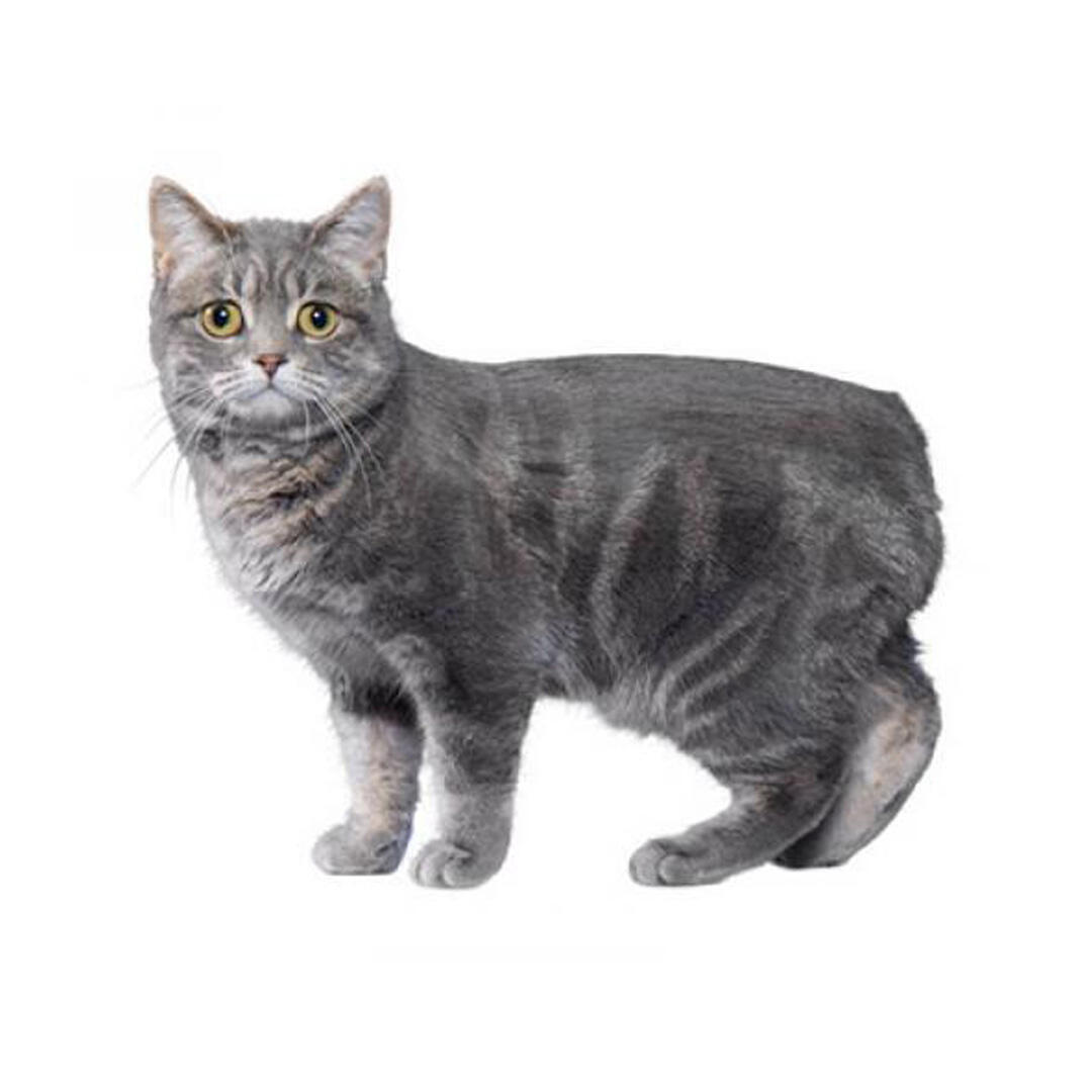 Manx Cat: Cat Breed Profile, Characteristics, and Care