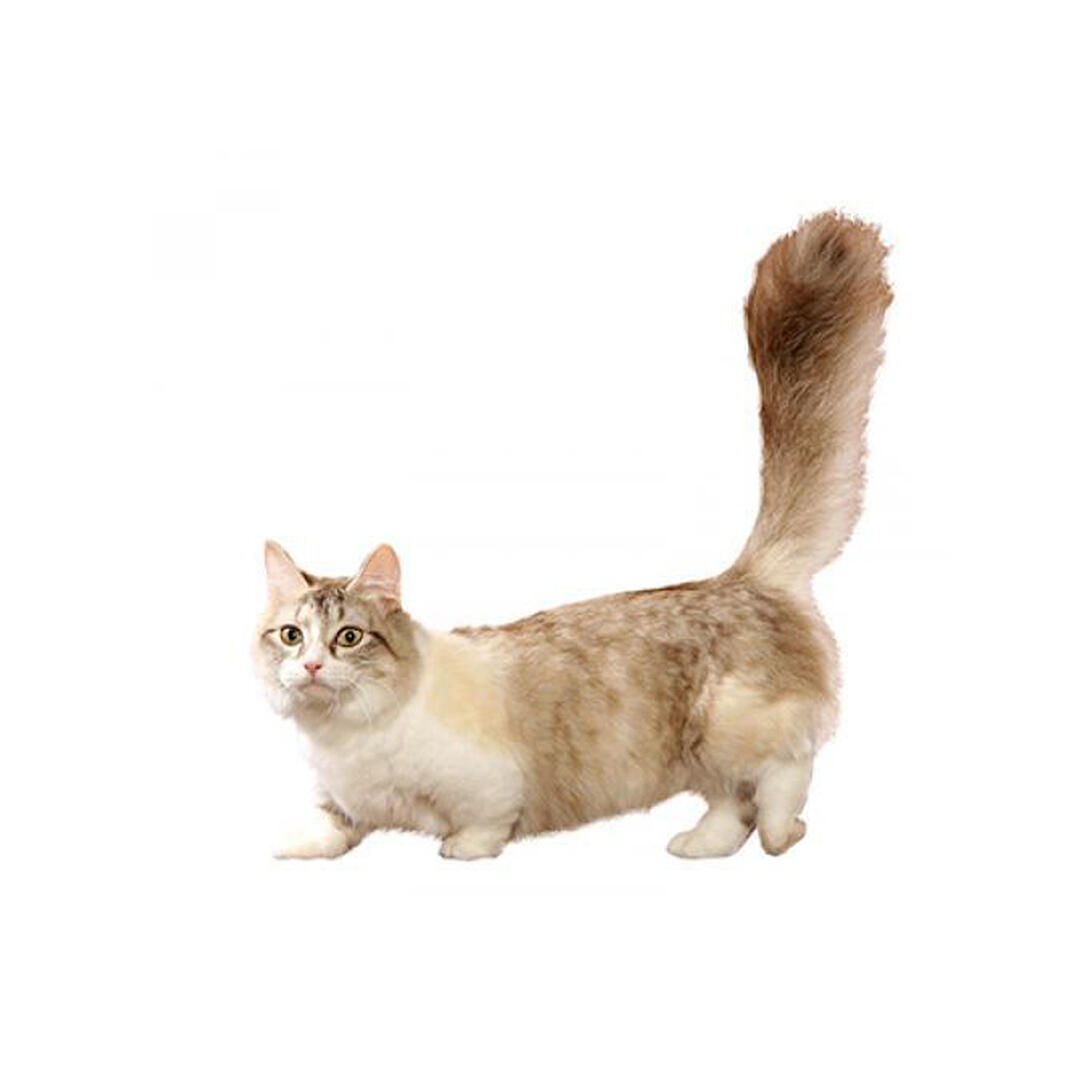 Munchkin cat: Nutrition and Characteristics