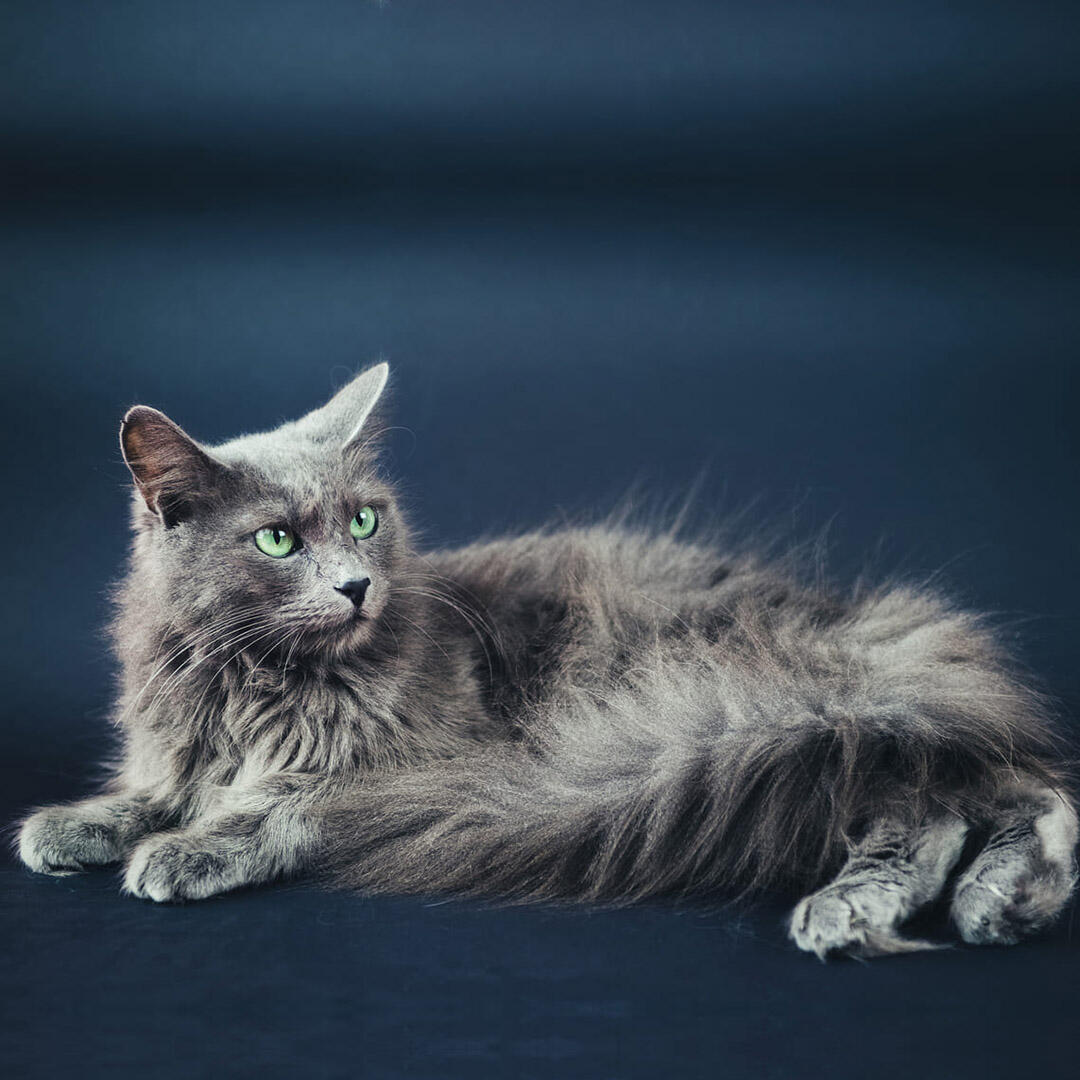 Grey sales nebelung cat